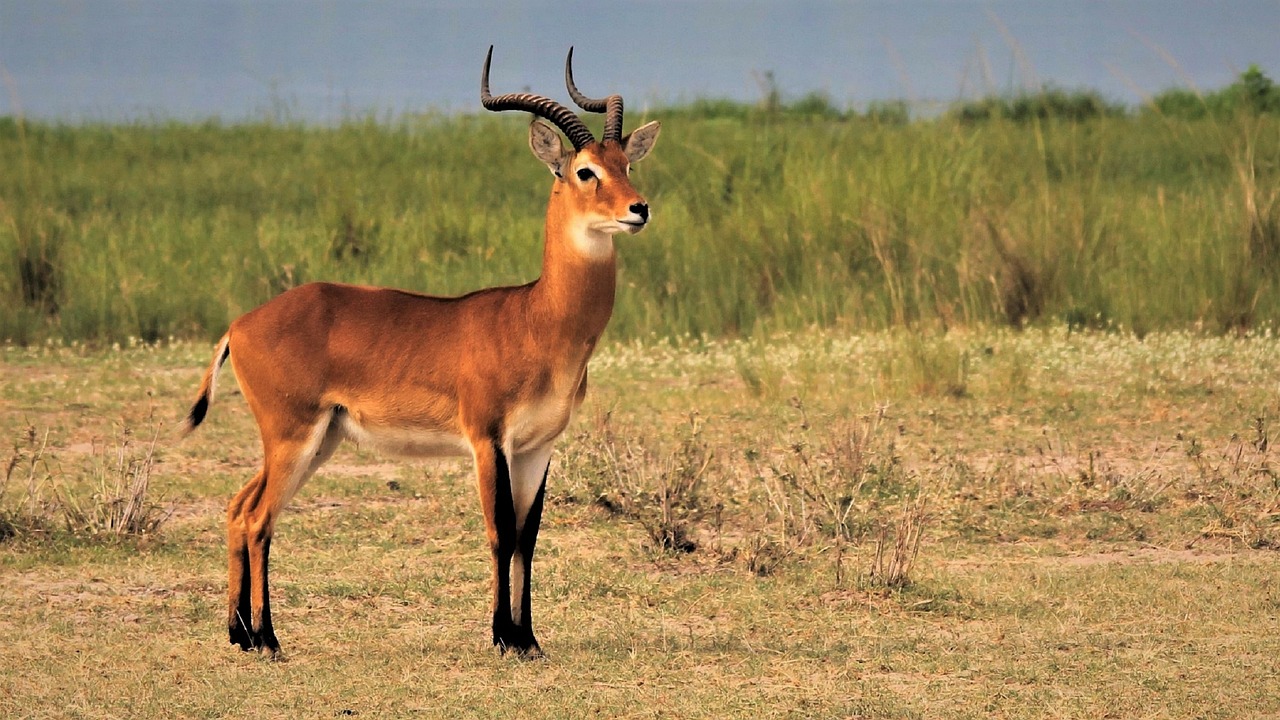 Wildlife Conservation and Ethical Hunting: Can They Coexist?